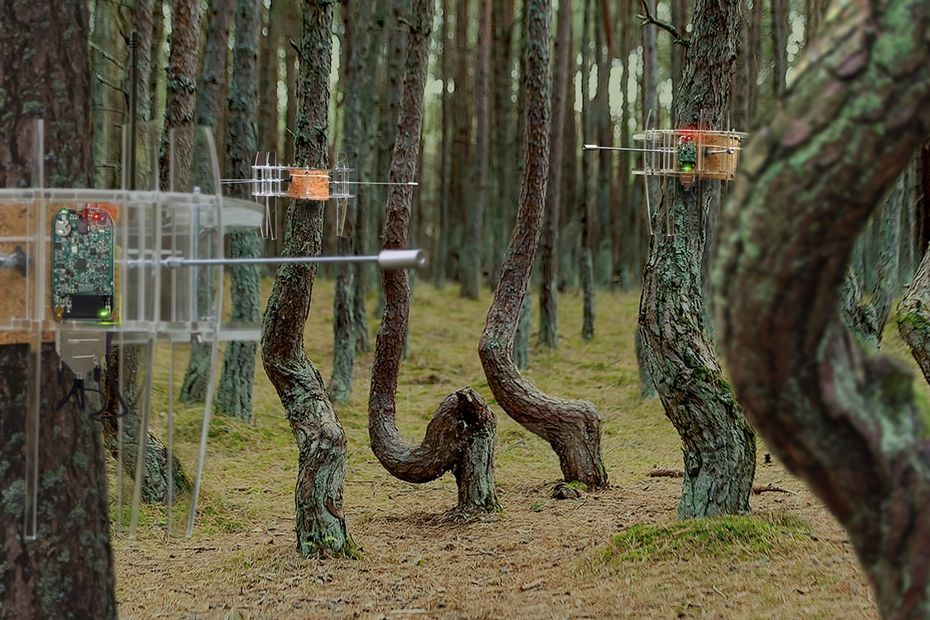 Дмитрий Булатов, Алексей Чебыкин. «Танцующий лес», 2021