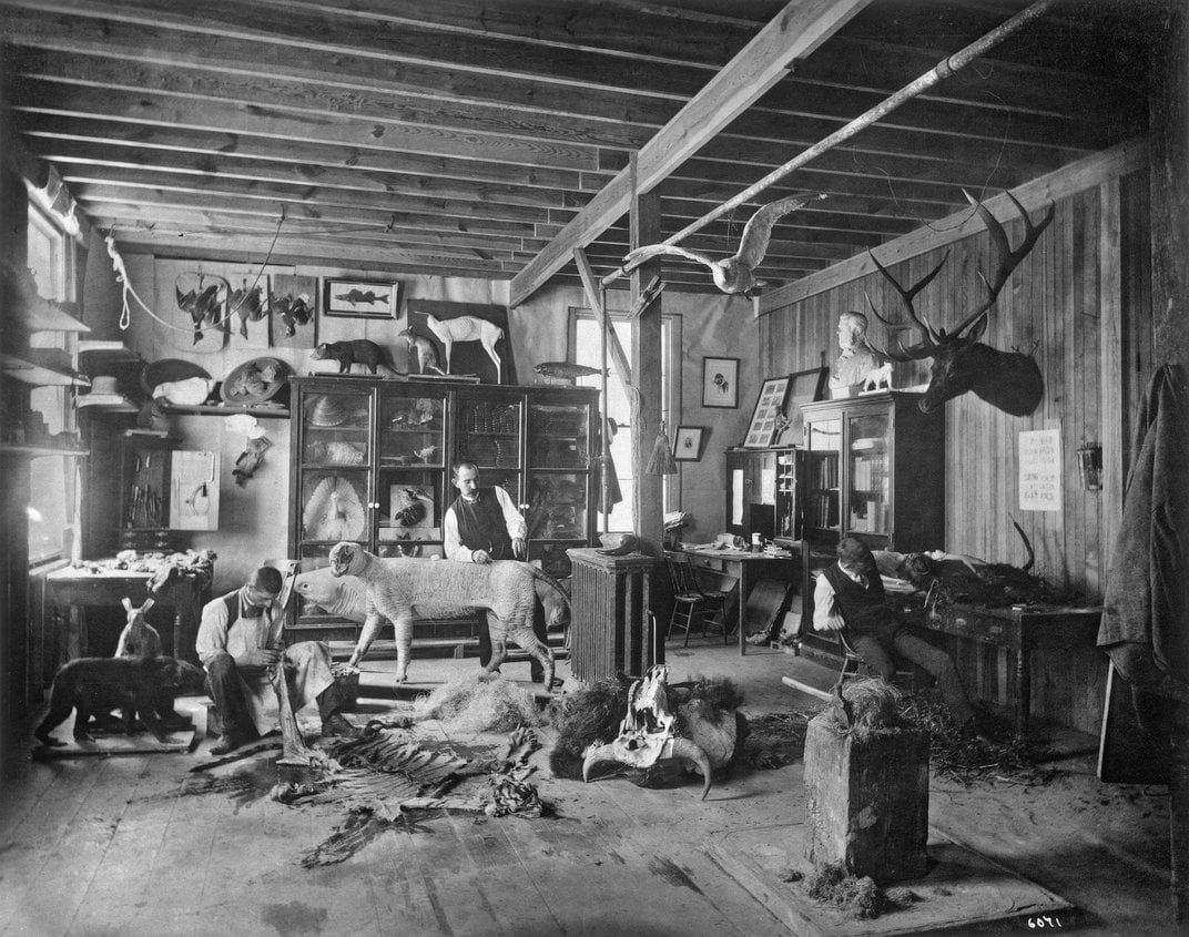 Таксидермическая мастерская и лавка при Смитсоновском институте, ок. 1880 гг.
