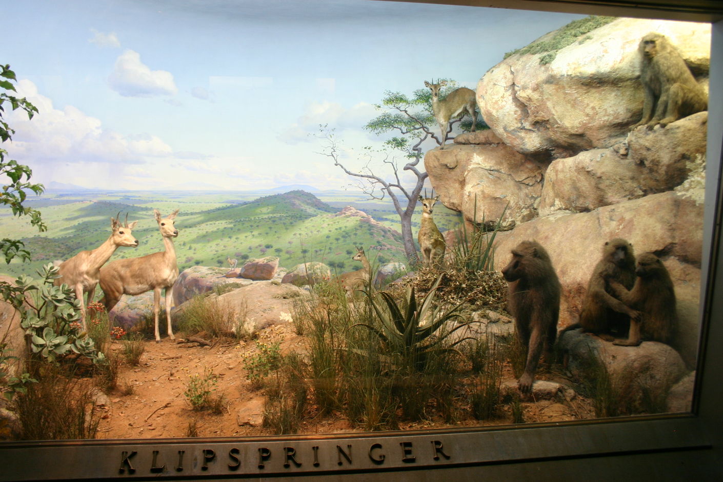 Диорама «Антилопы-прыгуны». Зал африканских млекопитающих, Американский музей естественной истории, Нью-Йорк. Автор съемки: Райан Сома