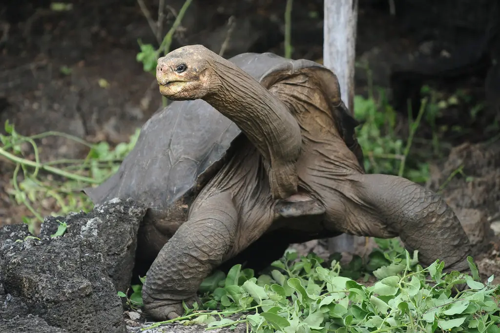 Lonesome George, Charles Darwin Research Station