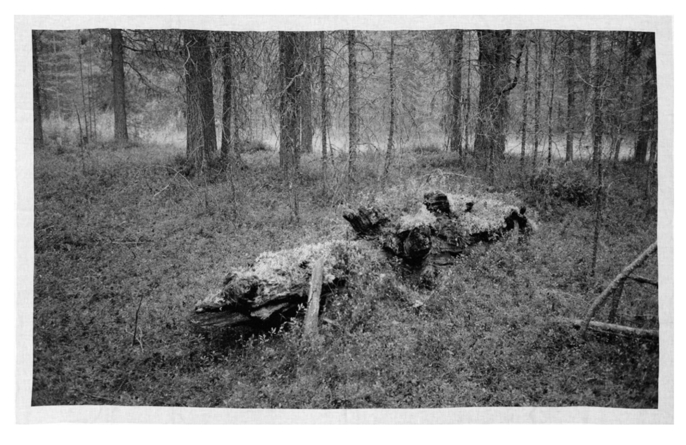 «Северный лес», Устина Яковлева, 2021