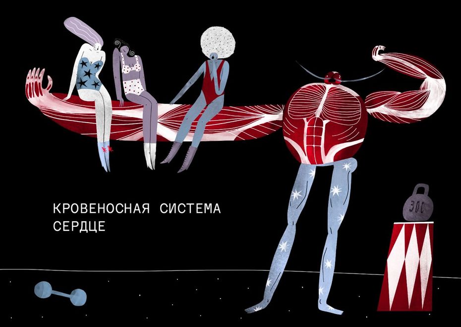 Серия иллюстрированных роликов по анатомии