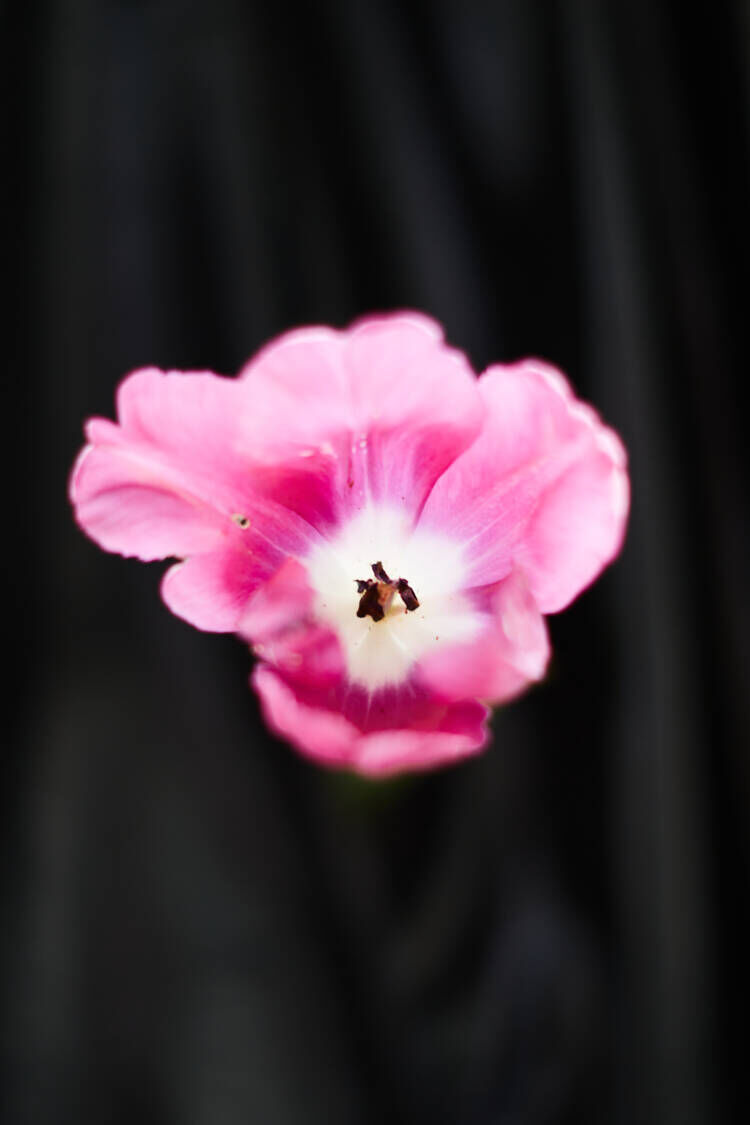 Дарья Блинова. HEYDAY