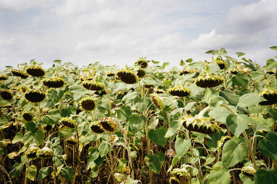 Алиса Лапшина. Другое лето